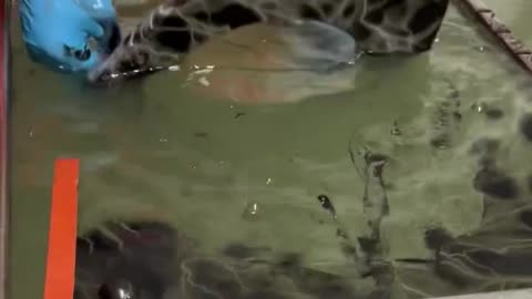 Hydro dipping toilet lid