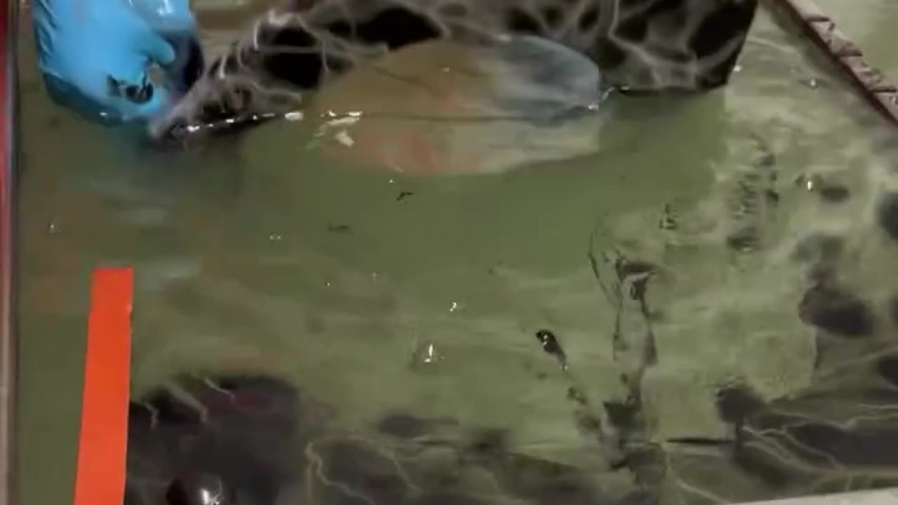 Hydro dipping toilet lid