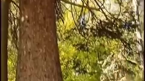 Walking tree caught moving #shorts