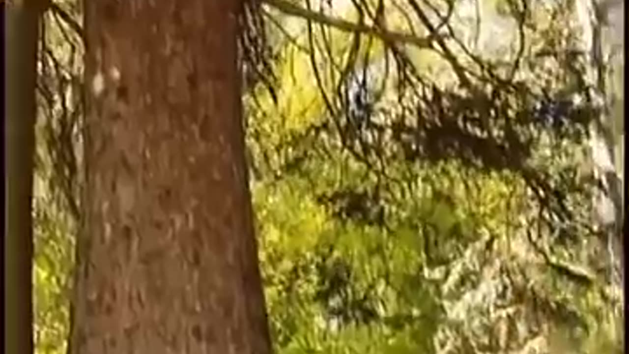 Walking tree caught moving #shorts
