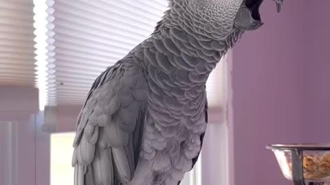 Parrot farts with Alexa 😂