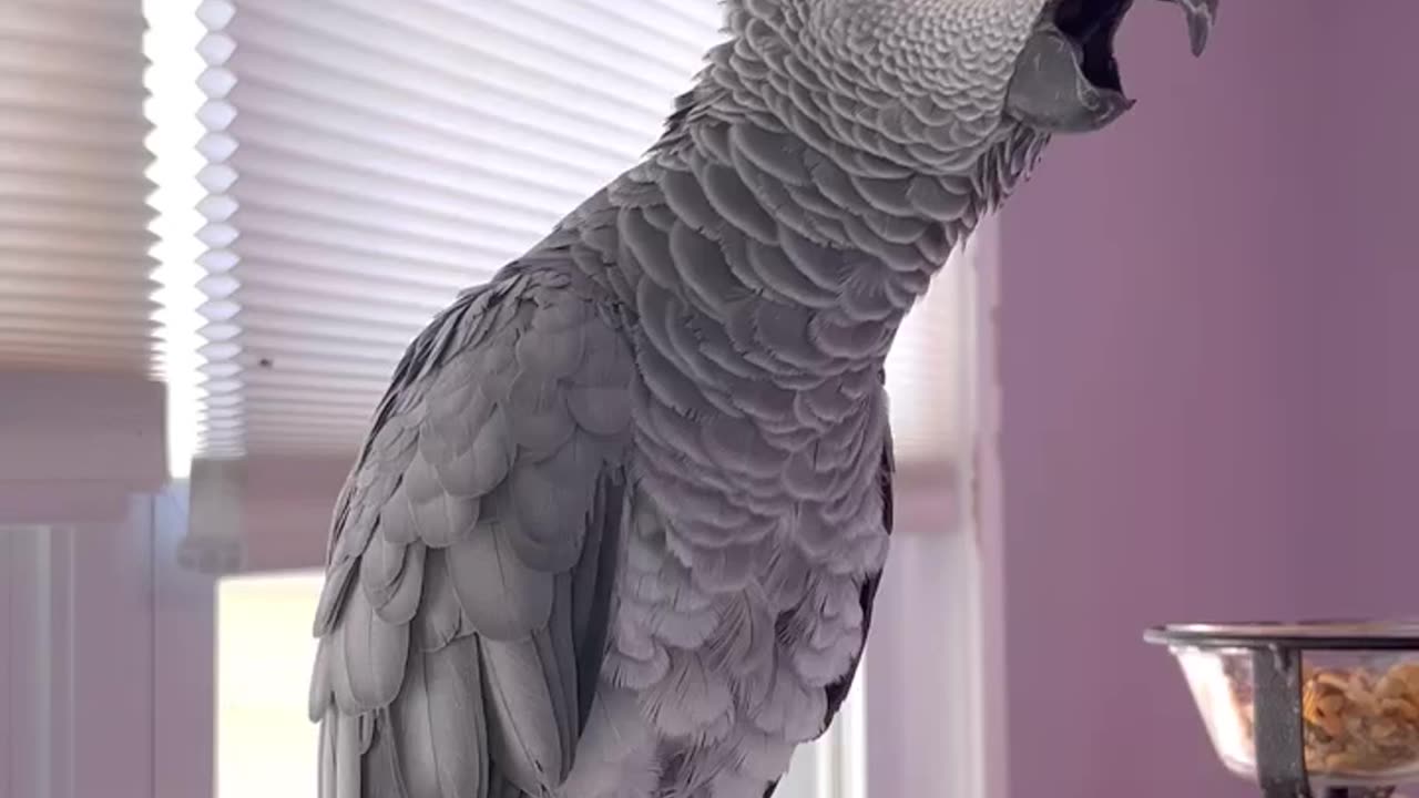 Parrot farts with Alexa 😂