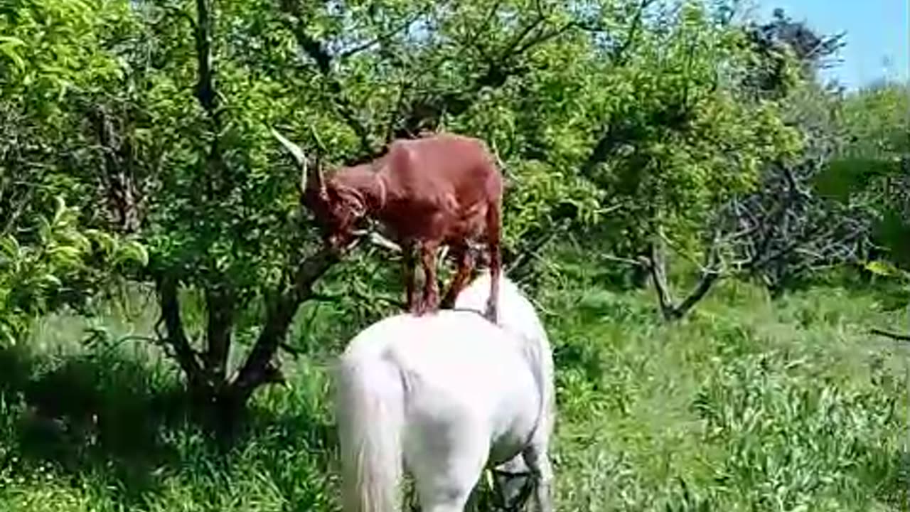 Horse Helps Goat Reach High Branches