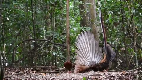 pheasant video Free stock footage Argusianus argus no copyright