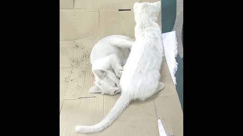 They keep fighting like crazy all the time.
