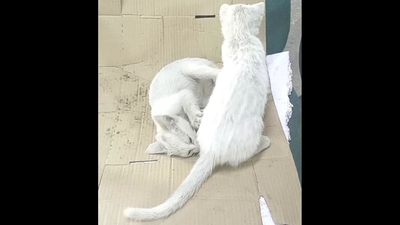 They keep fighting like crazy all the time.