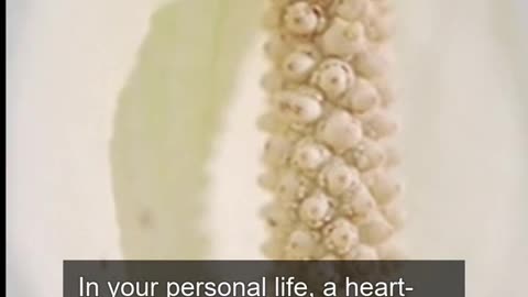 Daily Horoscope | Taurus 🌟