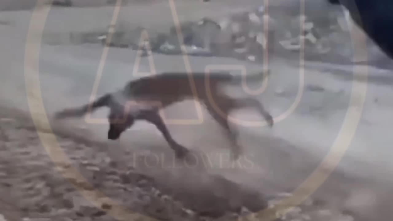 Funny video