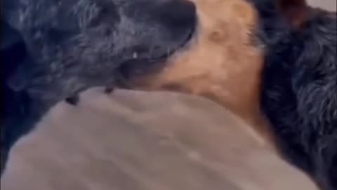 Cat and dogs fighting