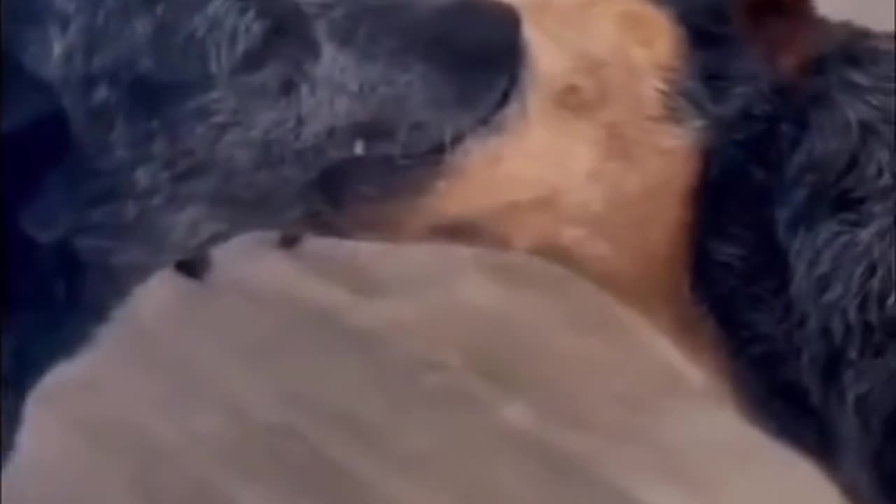 Cat and dogs fighting