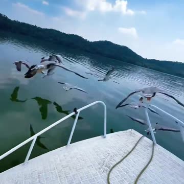 Among the flying geese