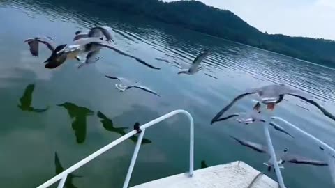 Among the flying geese