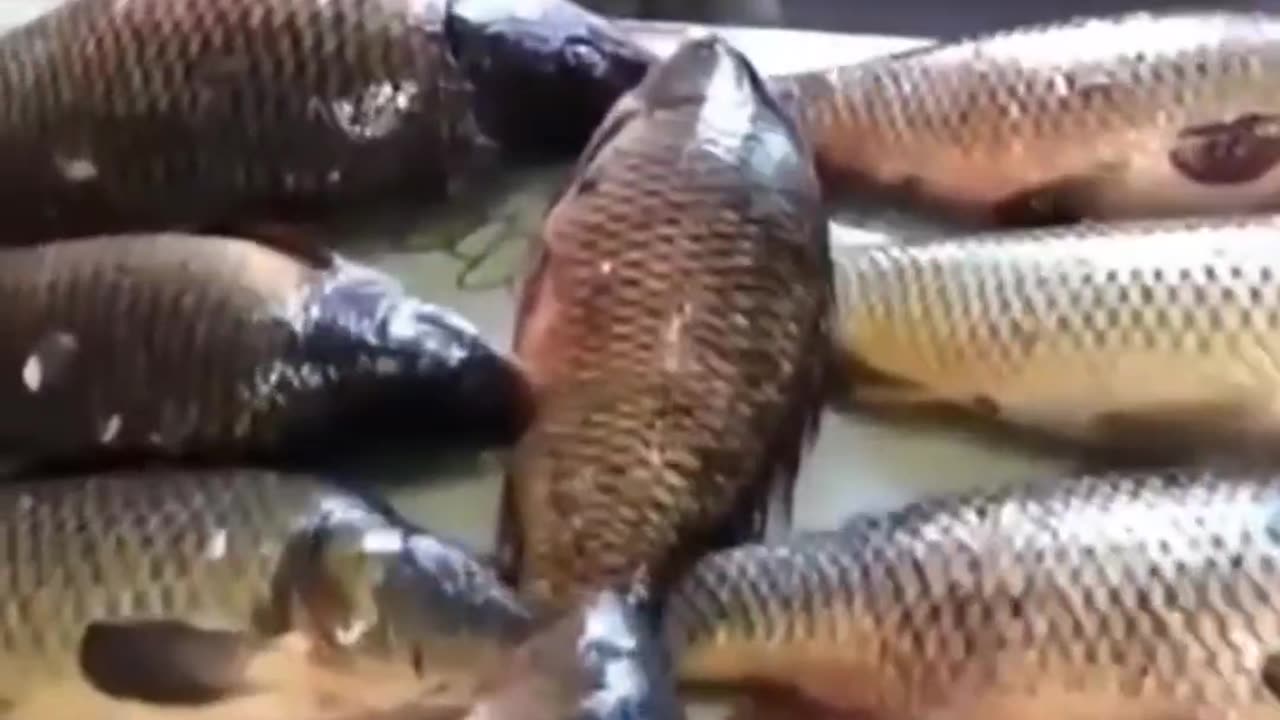 Funniest Cat Reactions—You Won’t Stop Laughing! 🐱🤣