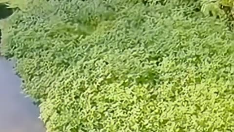 🐶#funny#funnyvideo#funnyshorts#shortvideo#short#viral#viralvideo#dog#amazing#animals#viralshorts