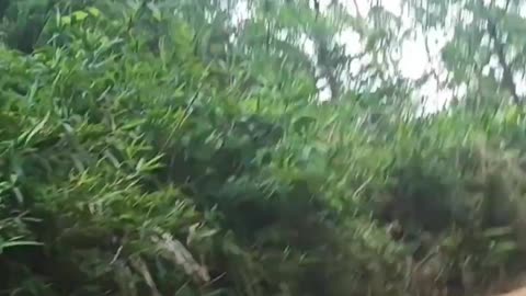 🚨 Exciting rescue: bird trapped in a hook shocks everyone! 😢🕊️