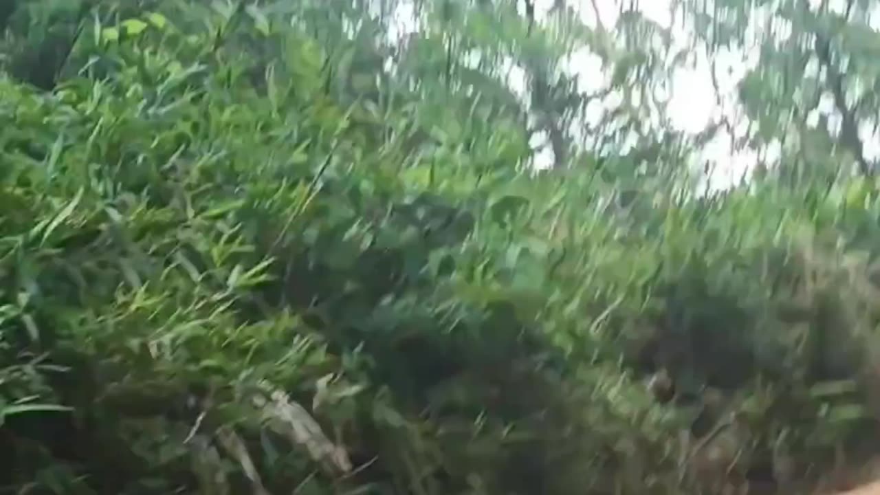 🚨 Exciting rescue: bird trapped in a hook shocks everyone! 😢🕊️