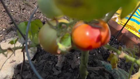 Organic Tomatoes 🍅