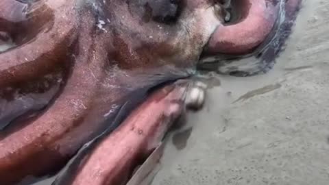 Octopus on the hunt