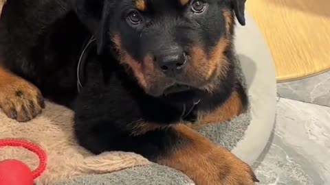 Rottweiler DOG #Shorts