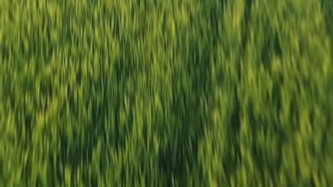 How Smart Farmers Double Their Soil Health #farming #tips #agriculture