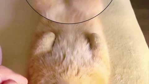 If you are watching this video, know that God has made you the guardian angel of a hungry cat💝