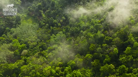 SELVA AMAZÔNICA- Segredos Das Criaturas Mais Impressionantes do Planeta Documentário Completo