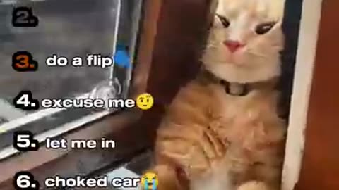 Viral: Ranking the Funniest Cat Moments Part 3