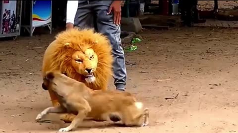 Lion food in My Dog's Comedy Videos 🤣 so cute videos 😍