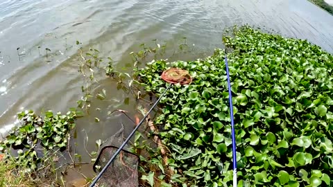 Chub Fly Fishing in Lake Clear Waters