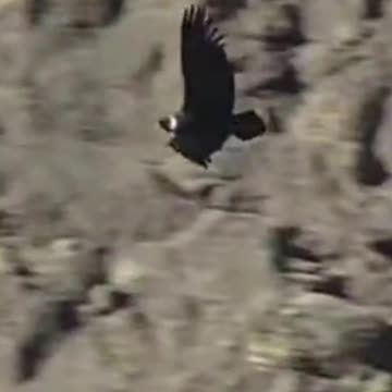 condor