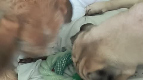 My dogs playing together as always. Never pass up the opportunity for a teaching experience.
