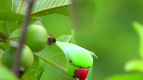 Bird in a Tree