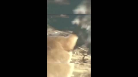 Daddy Goat 24/7 - Out Of Context Memes & Videos