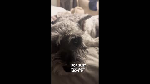 Daddy Goat 24/7 - Out Of Context Memes & Videos