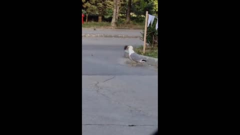 Daddy Goat 24/7 - Out Of Context Memes & Videos