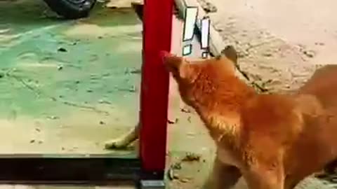 Funny video