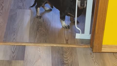Old Dog Confused By Easy Obstacle