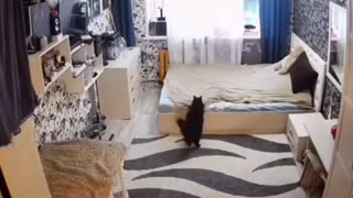 Momma cat fixes bed after her kitten messed it up