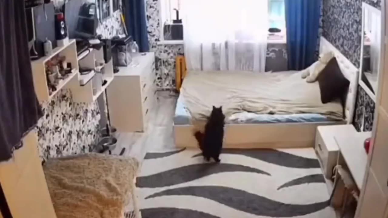 Momma cat fixes bed after her kitten messed it up