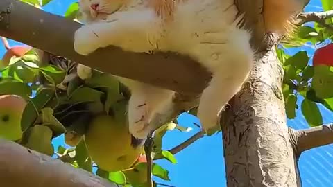 Protecting the orchards