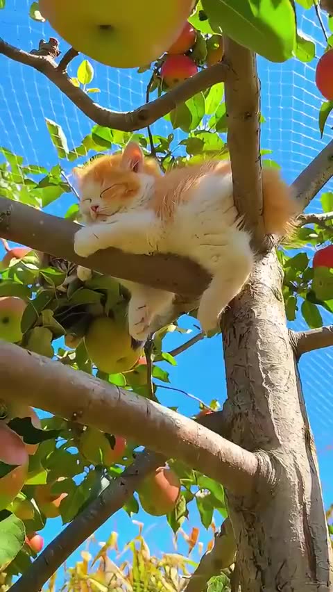 Protecting the orchards