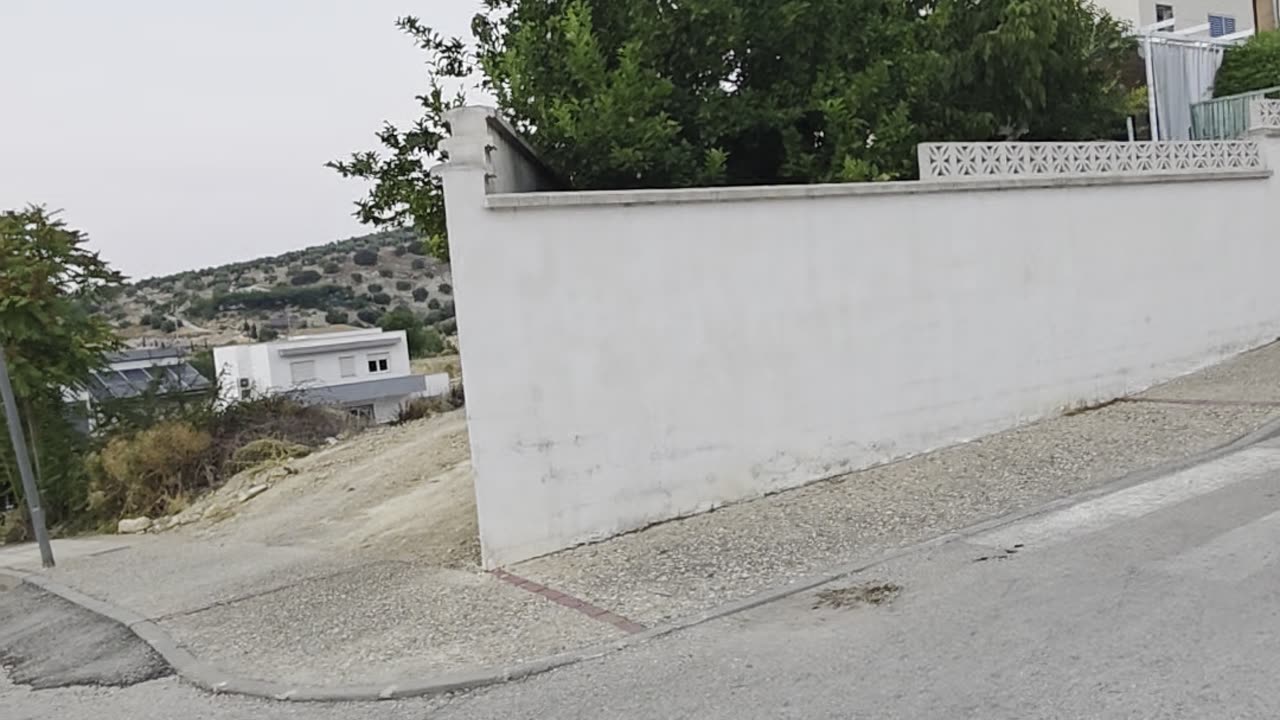 Sighthounds Spring Up To See Over Wall