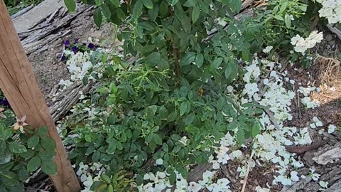 How to Deadhead a Sally Holmes Climbing Rose