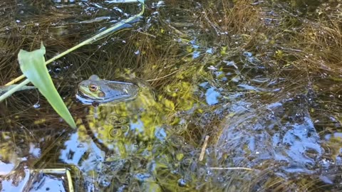 Bullfrog