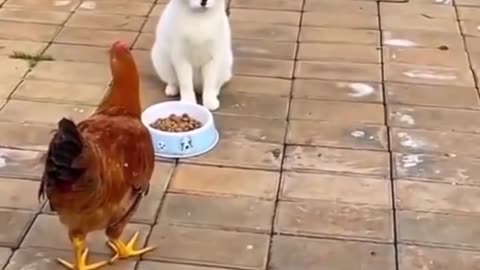 funny animals