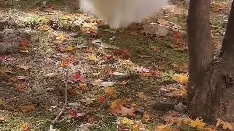 Cute puppy