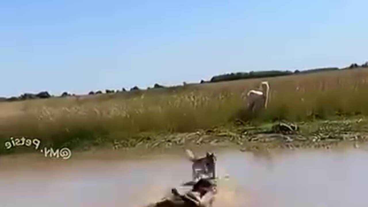 dogs taking there owners for a walk