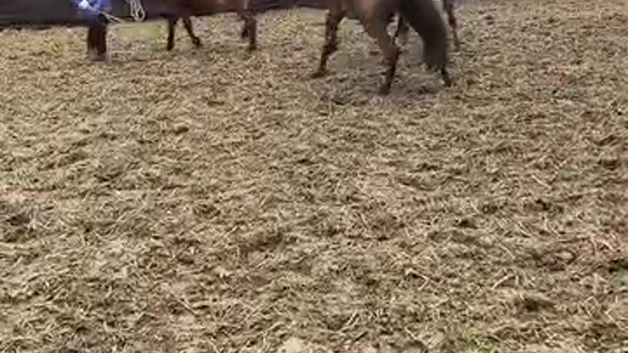 Fighting with horses 🐎 Vs horses 🐎💪