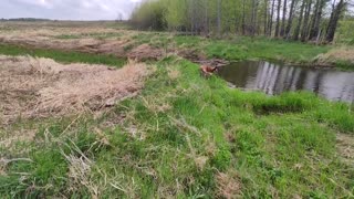 May 18, 2025 More ADC Beaver, Live trapping, And A Bonus!