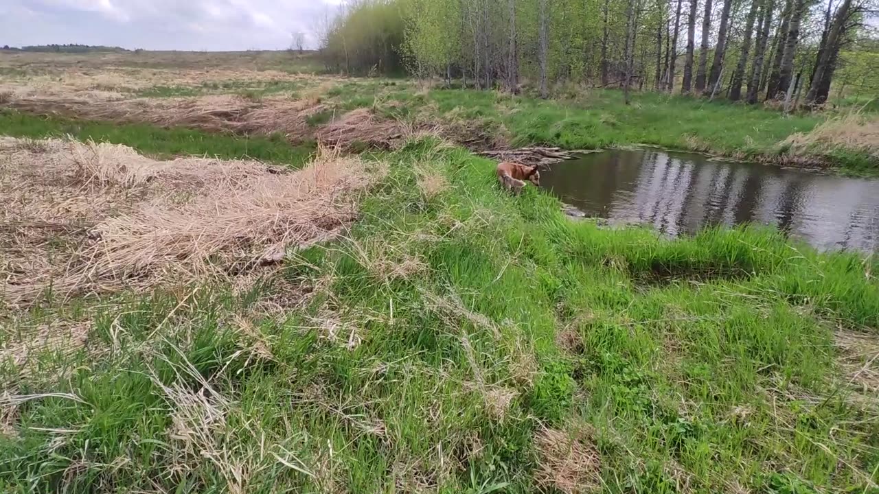 May 18, 2025 More ADC Beaver, Live trapping, And A Bonus!